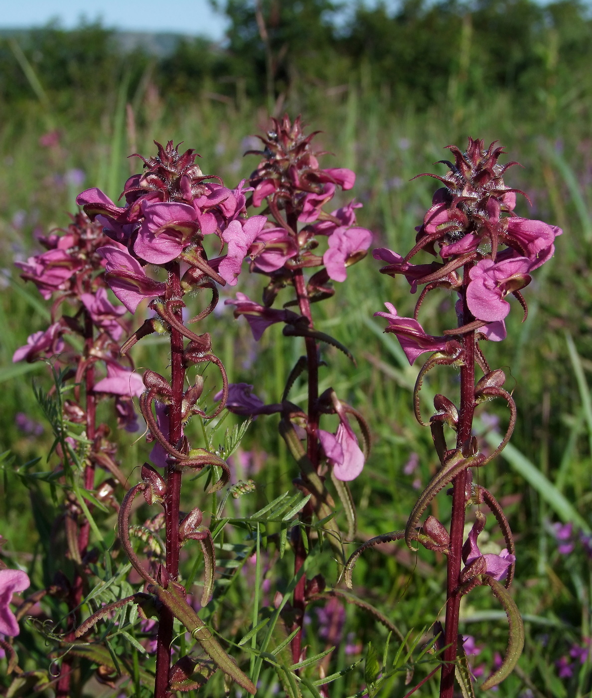 Изображение особи Pedicularis resupinata.