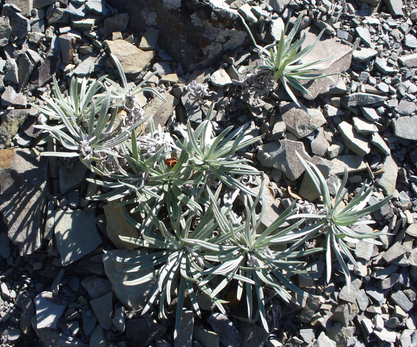 Image of Onosma polyphylla specimen.