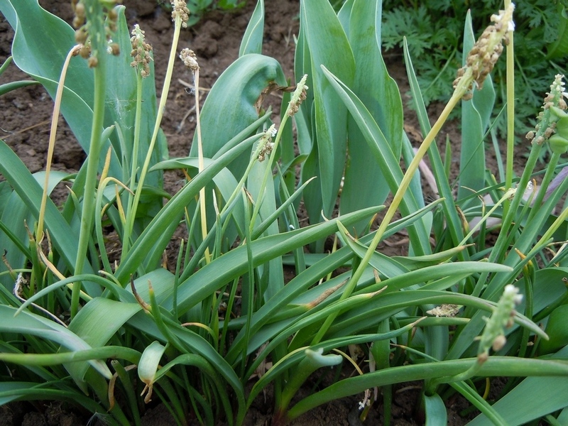 Image of genus Muscari specimen.