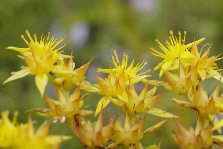 Image of Aizopsis hybrida specimen.