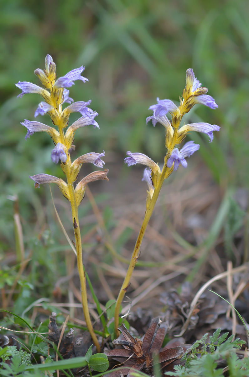 Image of Phelipanche purpurea specimen.