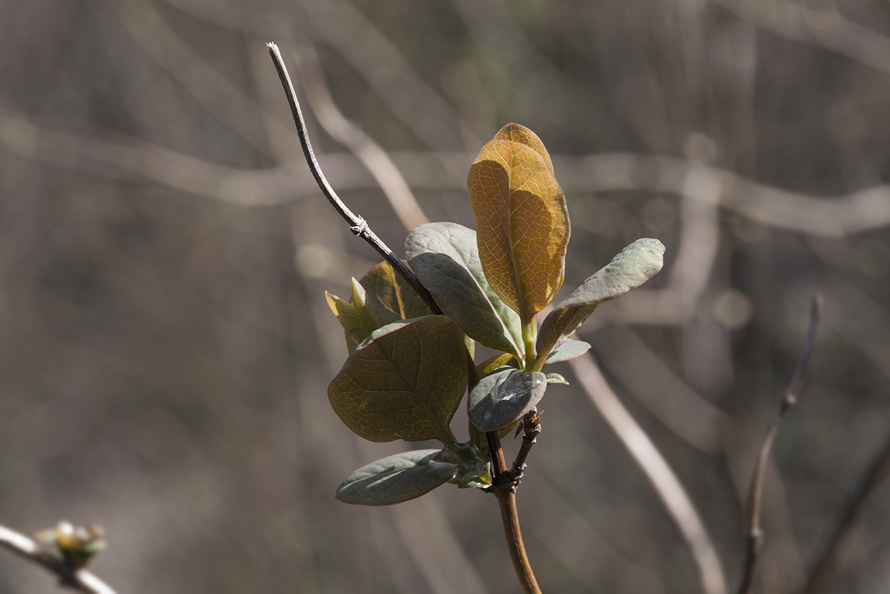 Image of Lonicera etrusca specimen.