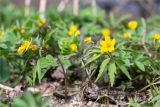 Anemone ranunculoides. Цветущие растения. Ленинградская обл., Ломоносовский р-н, берег р. Шингарка, нарушенное местообитание. 27.04.2019.