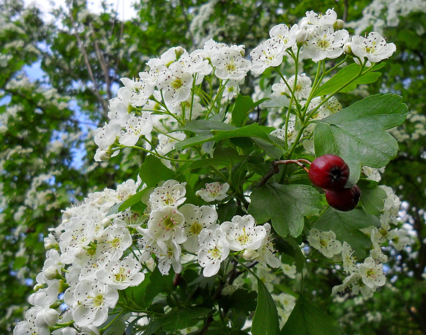 Image of Crataegus leiomonogyna specimen.