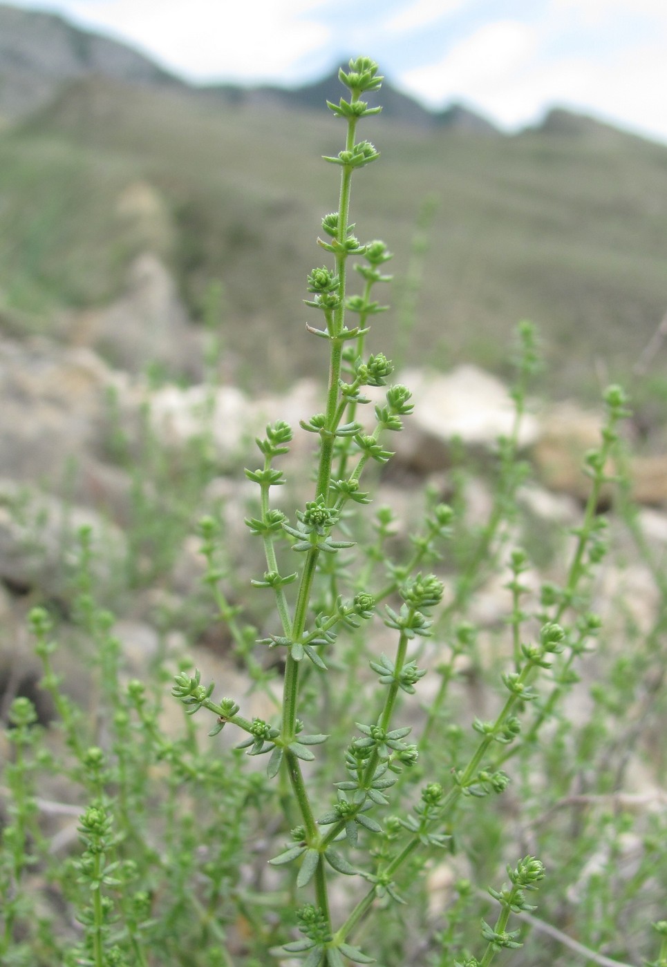 Image of genus Galium specimen.