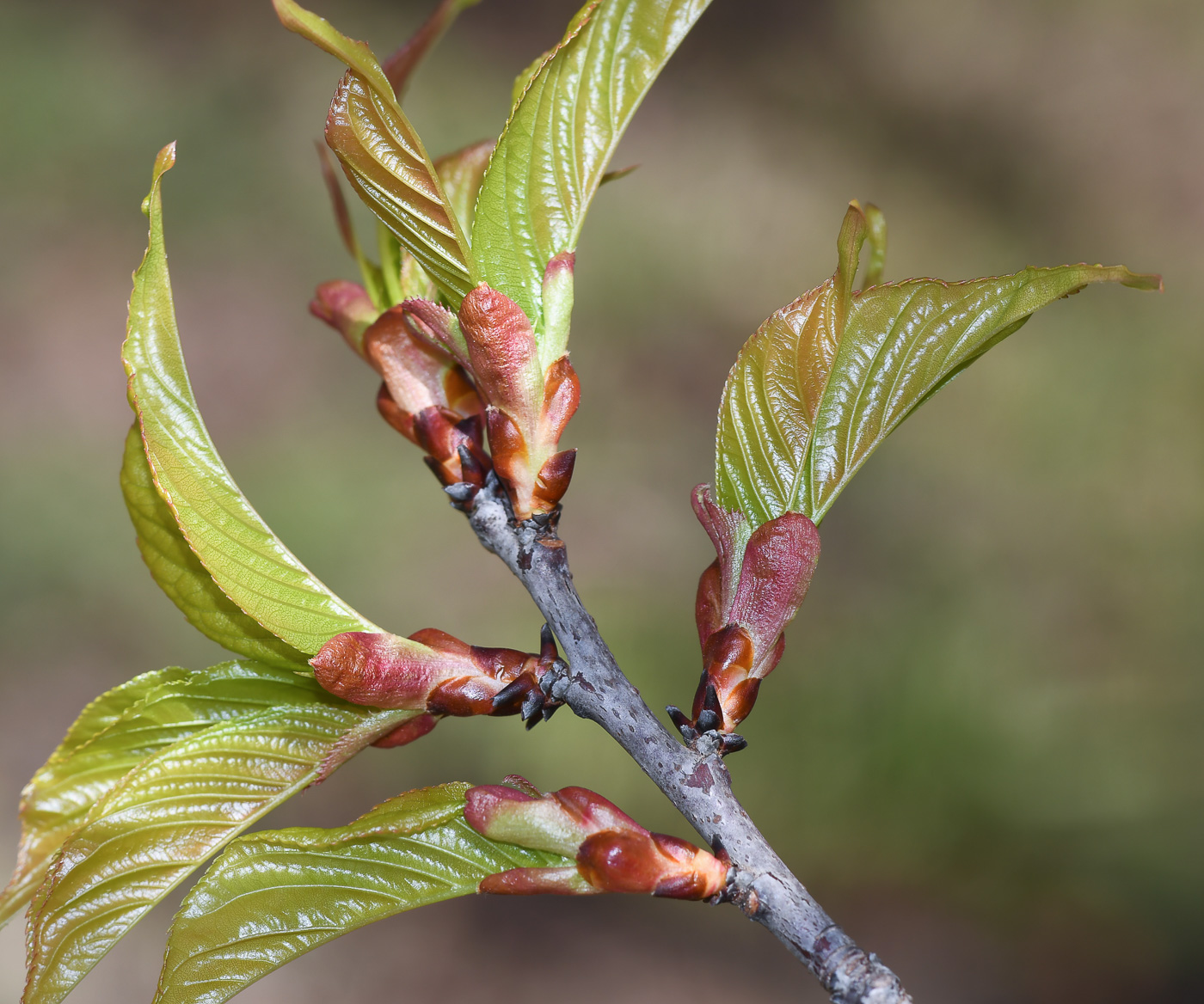 Изображение особи Prunus campanulata.