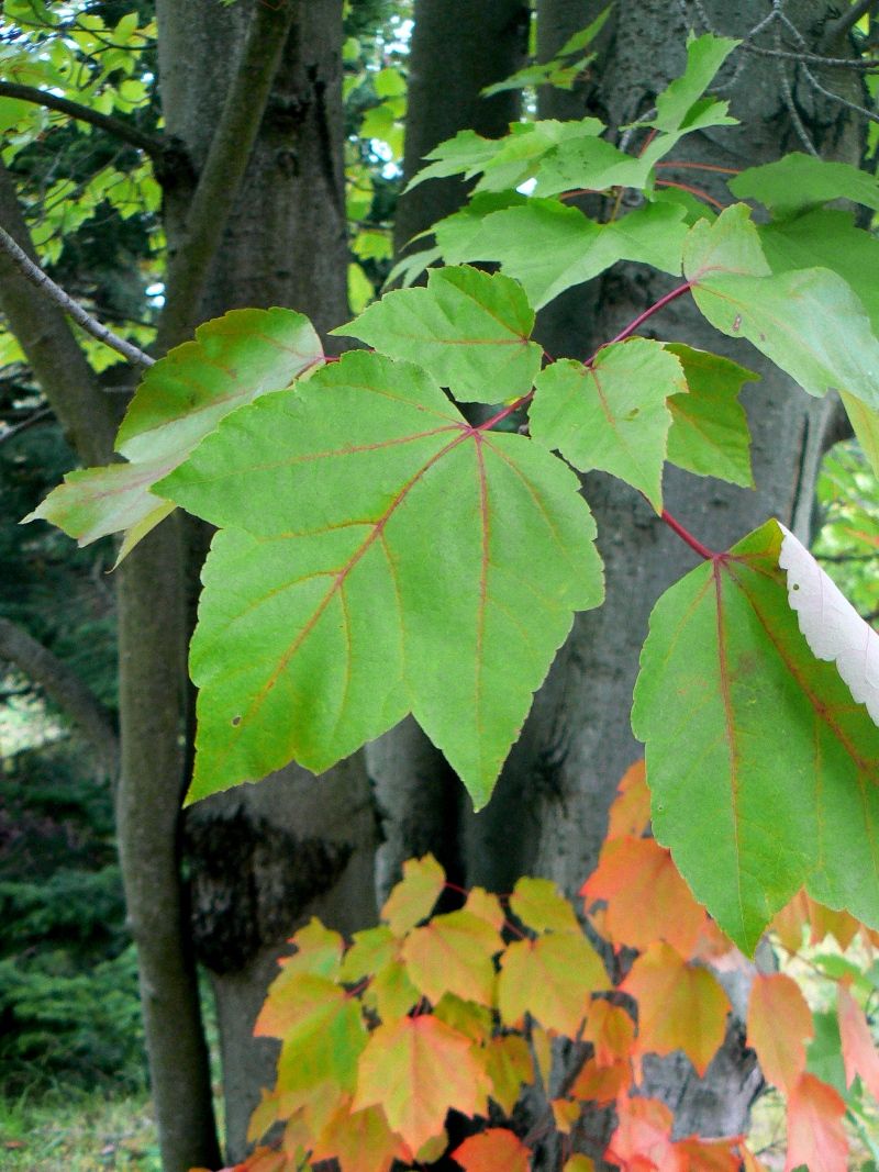 Image of Acer rubrum specimen.