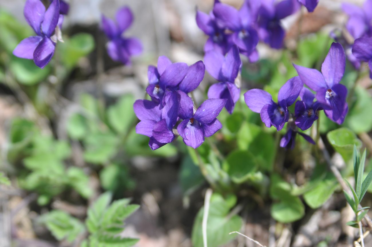 Image of genus Viola specimen.