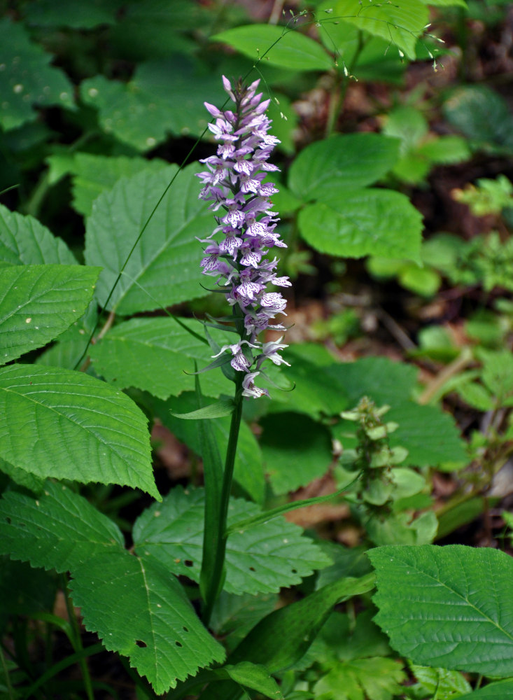 Изображение особи род Dactylorhiza.