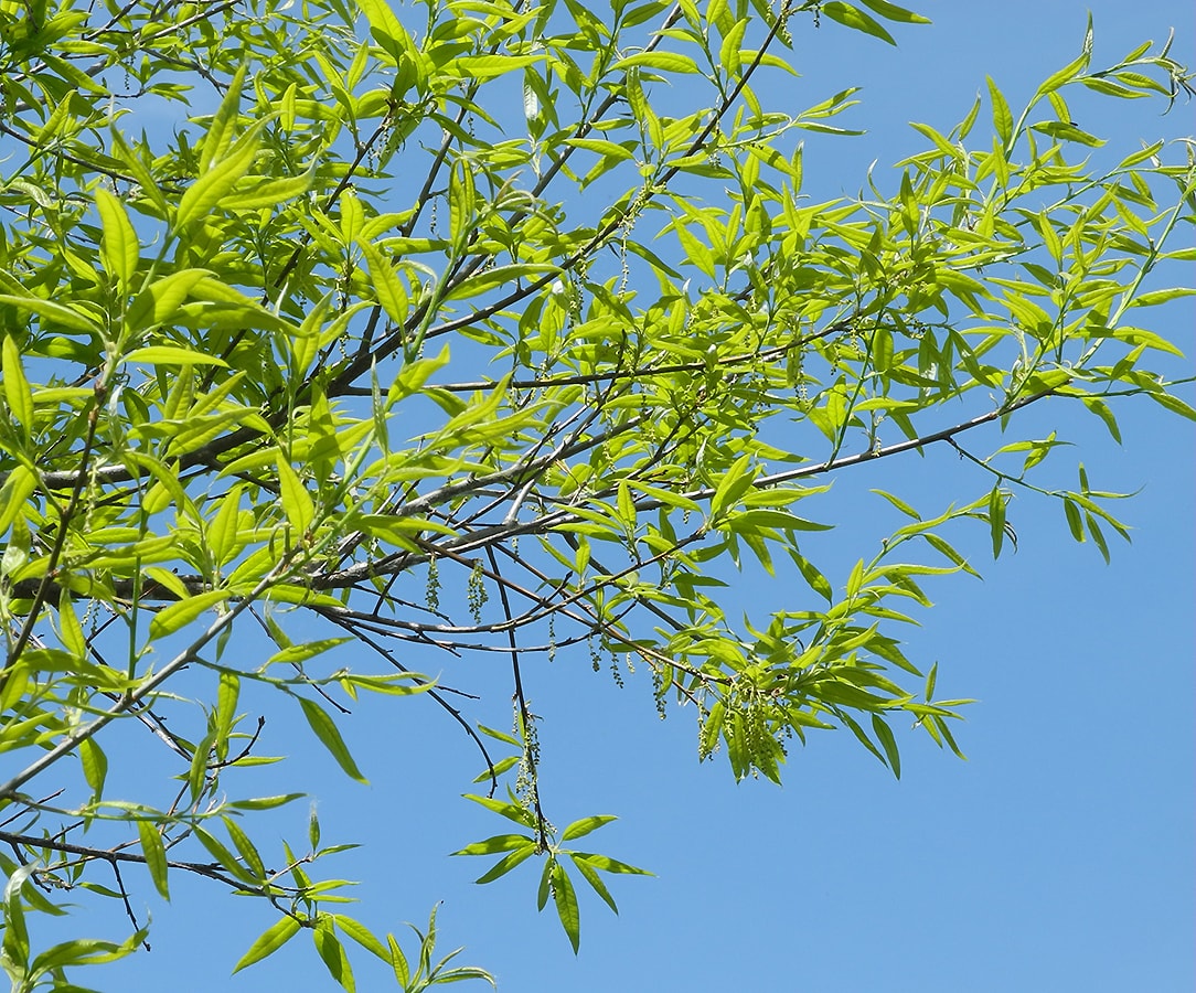 Изображение особи Quercus imbricaria.