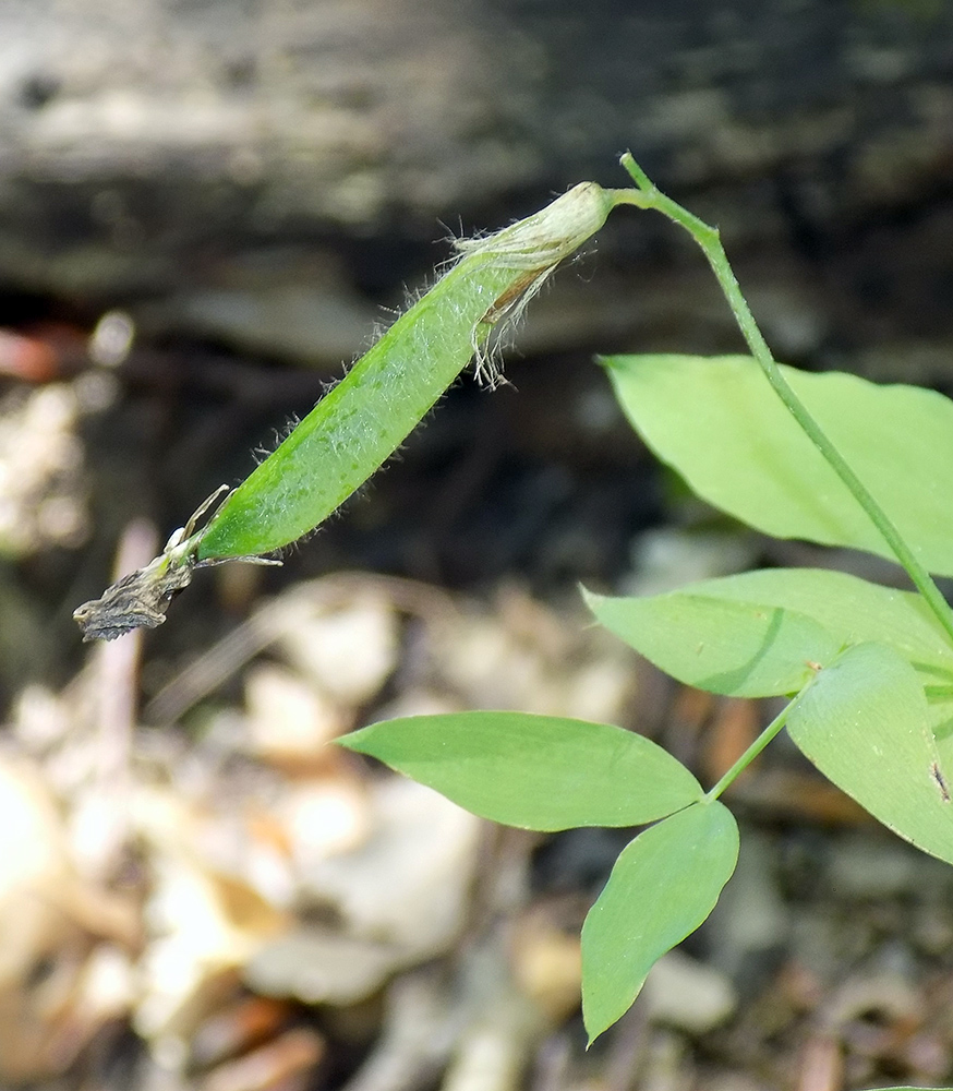 Image of Lathyrus laxiflorus specimen.