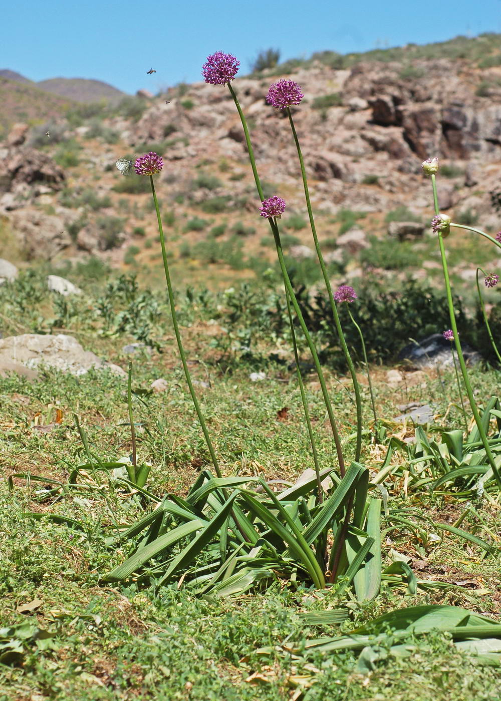 Image of Allium severtzovioides specimen.