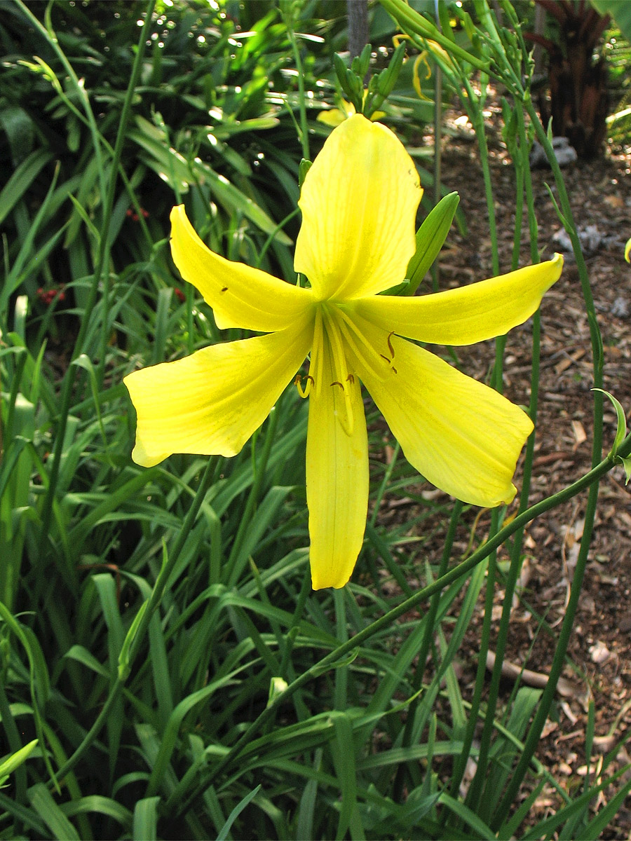 Изображение особи Hemerocallis citrina.