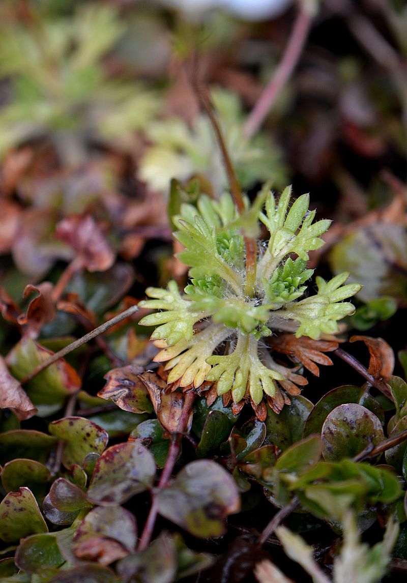 Image of Saxifraga &times; arendsii specimen.