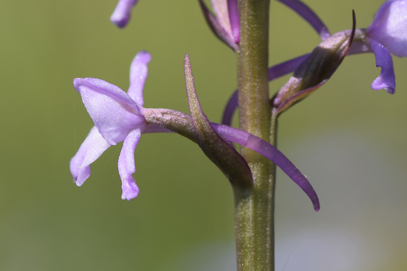 Изображение особи Gymnadenia conopsea.