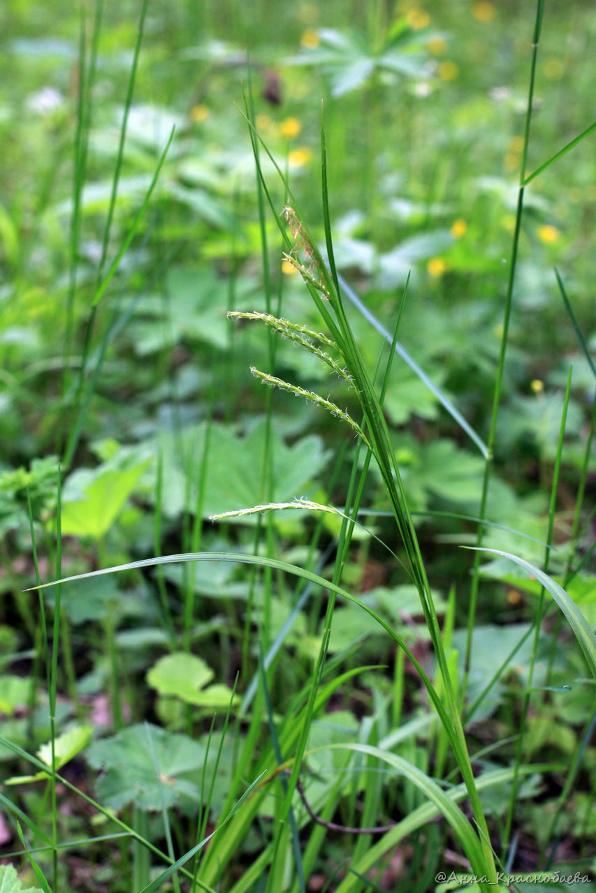 Изображение особи Carex sylvatica.