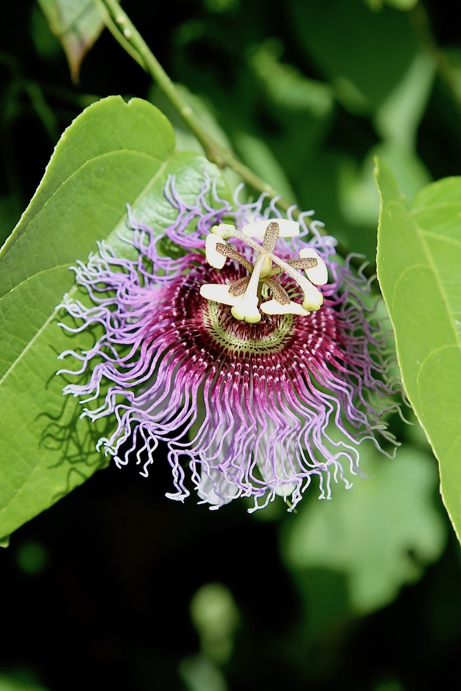 Image of Passiflora serratifolia specimen.