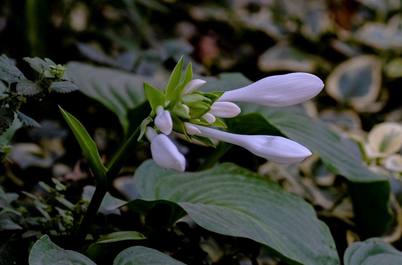 Изображение особи Hosta plantaginea.