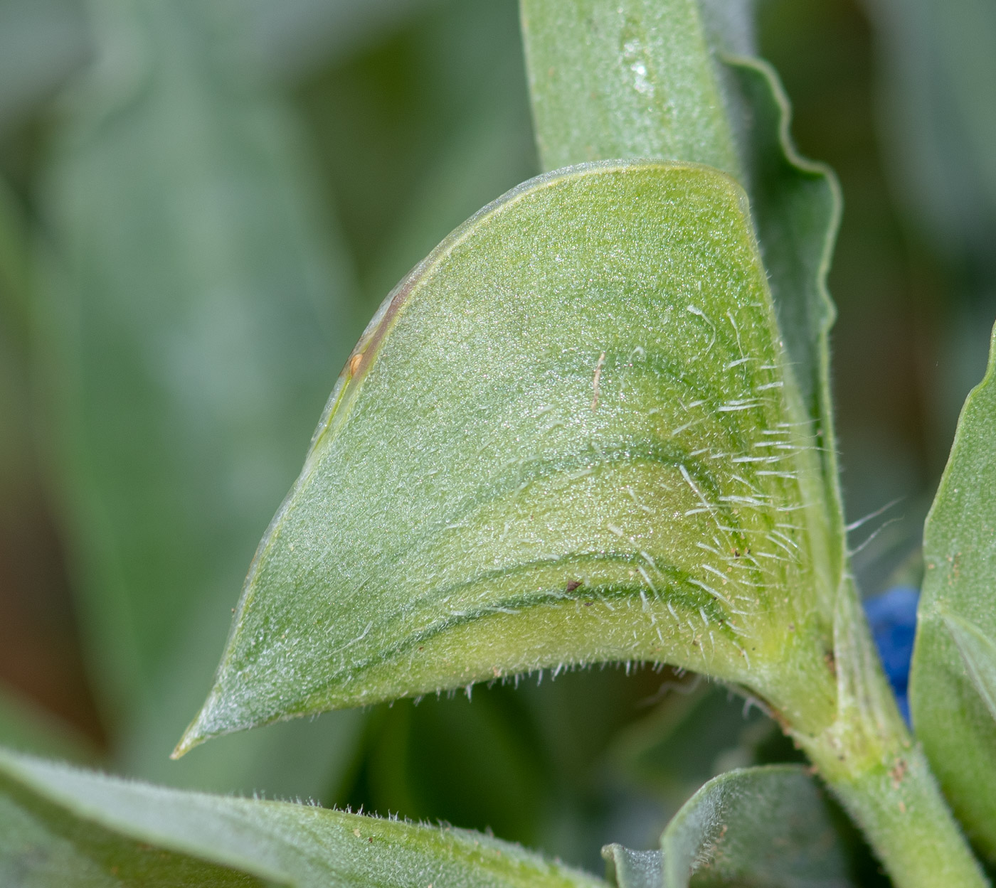 Image of Commelina erecta ssp. livingstonii specimen.