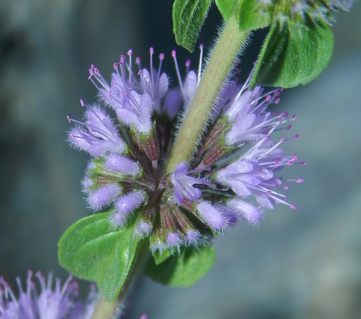 Изображение особи Mentha pulegium.