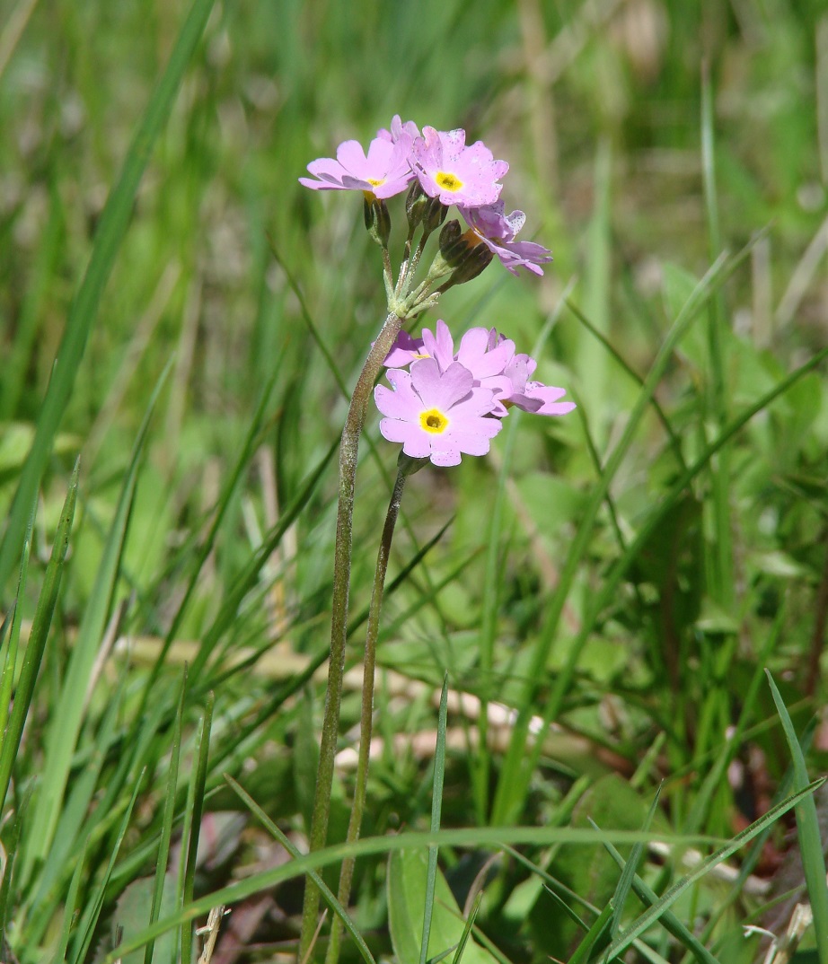 Image of Primula farinosa specimen.