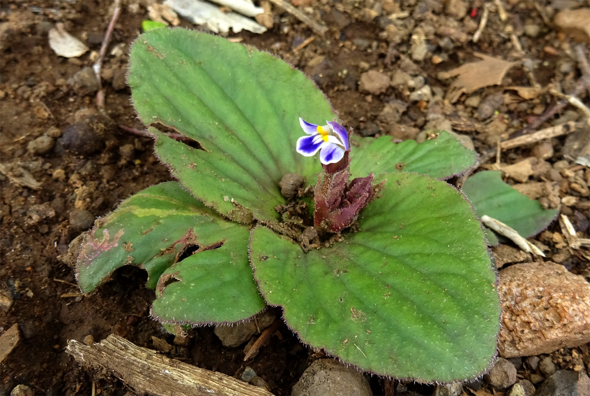 Изображение особи Craterostigma pumilum.