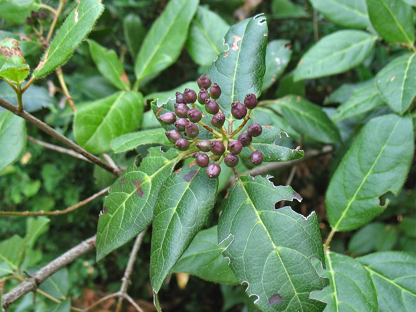 Image of Viburnum tinus specimen.