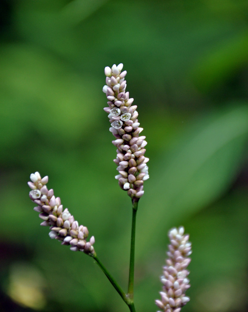 Image of Persicaria lapathifolia specimen.