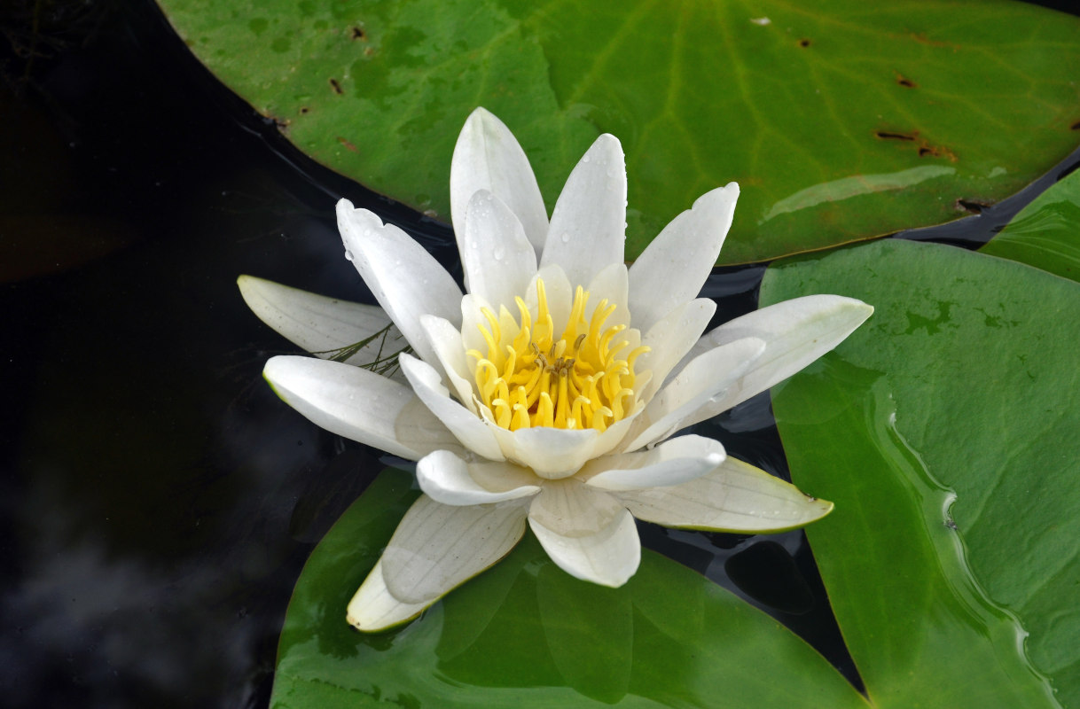 Изображение особи Nymphaea candida.