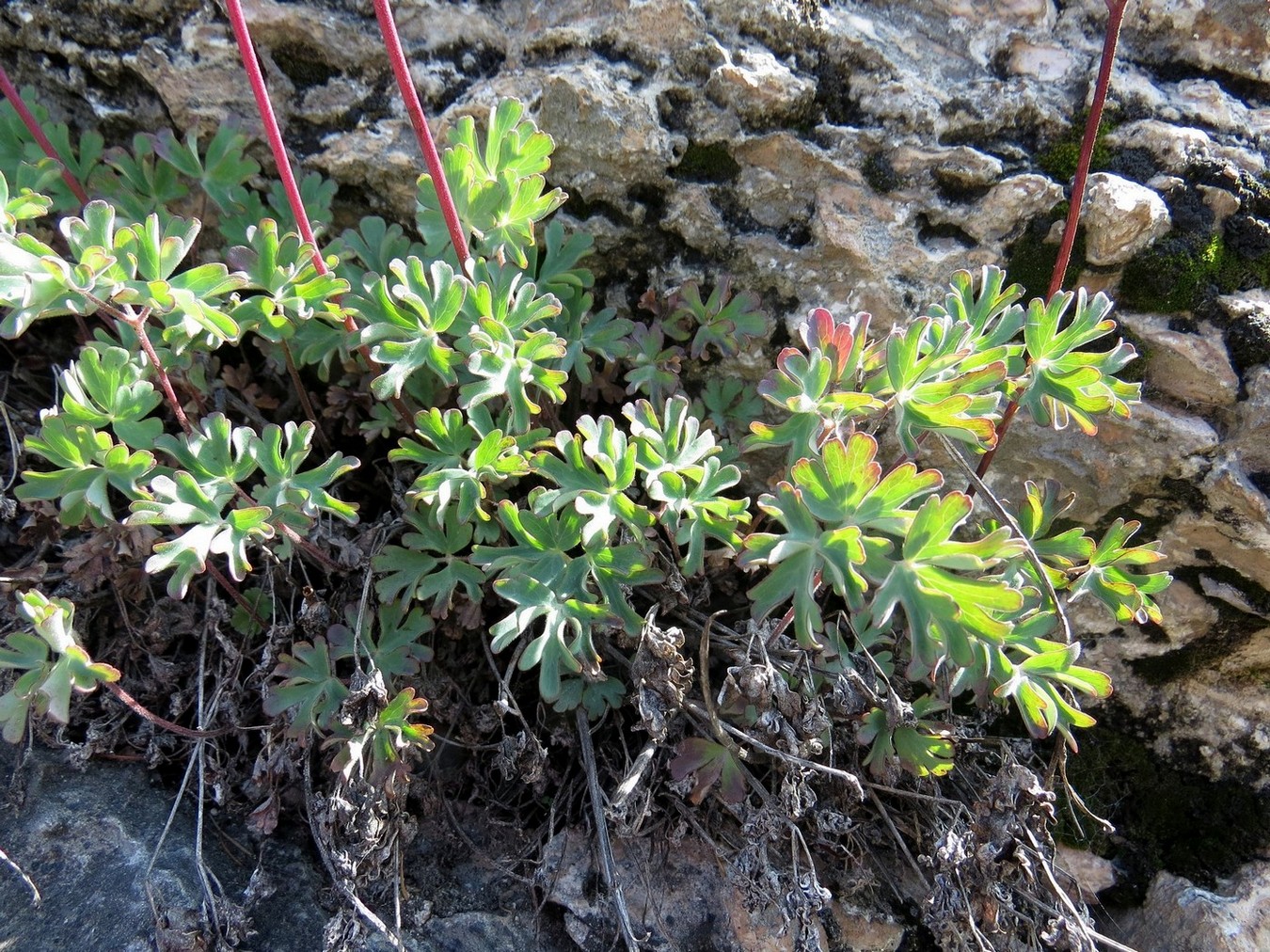 Image of Aquilegia tuvinica specimen.