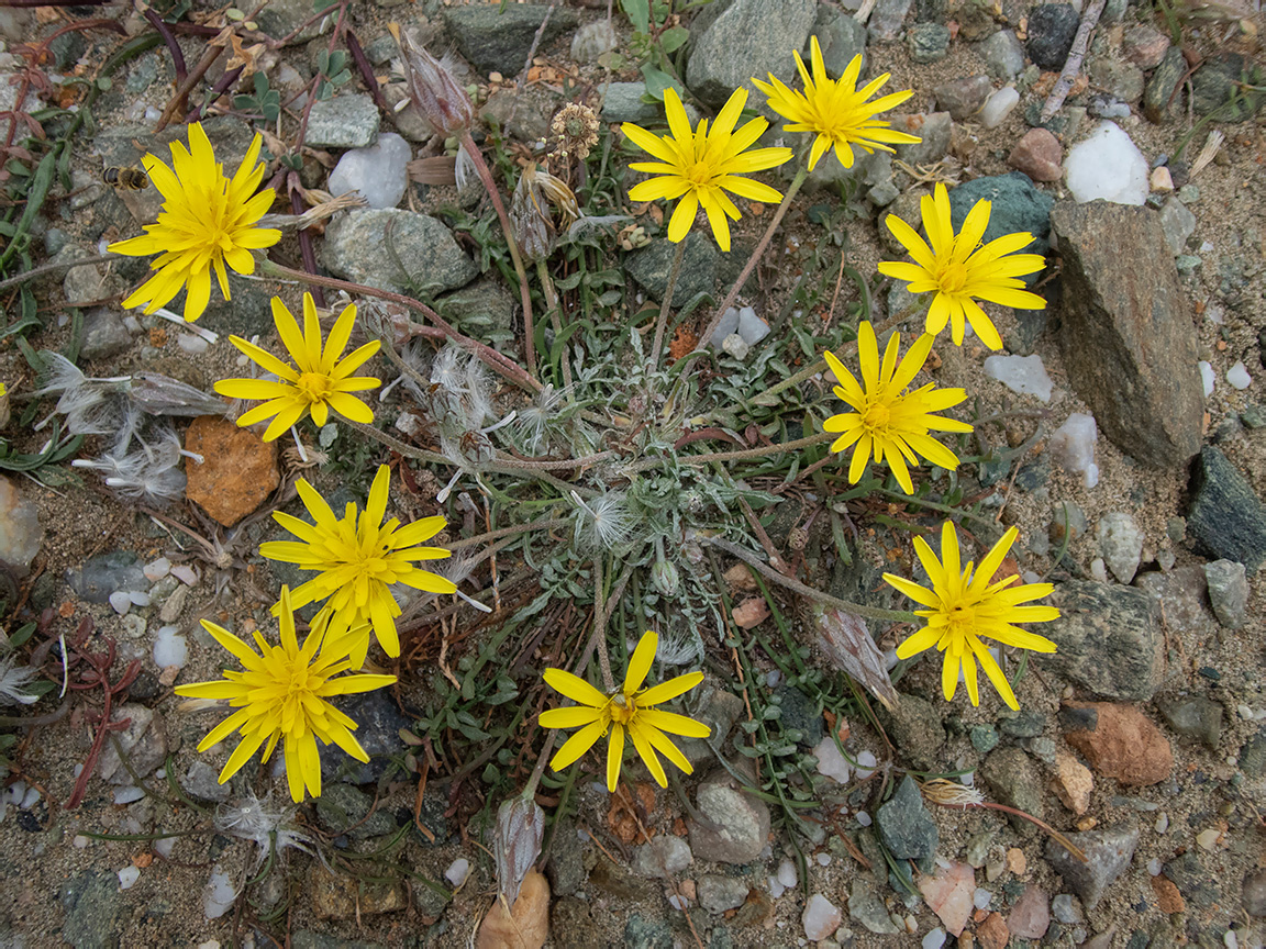 Image of Scorzonera cana specimen.