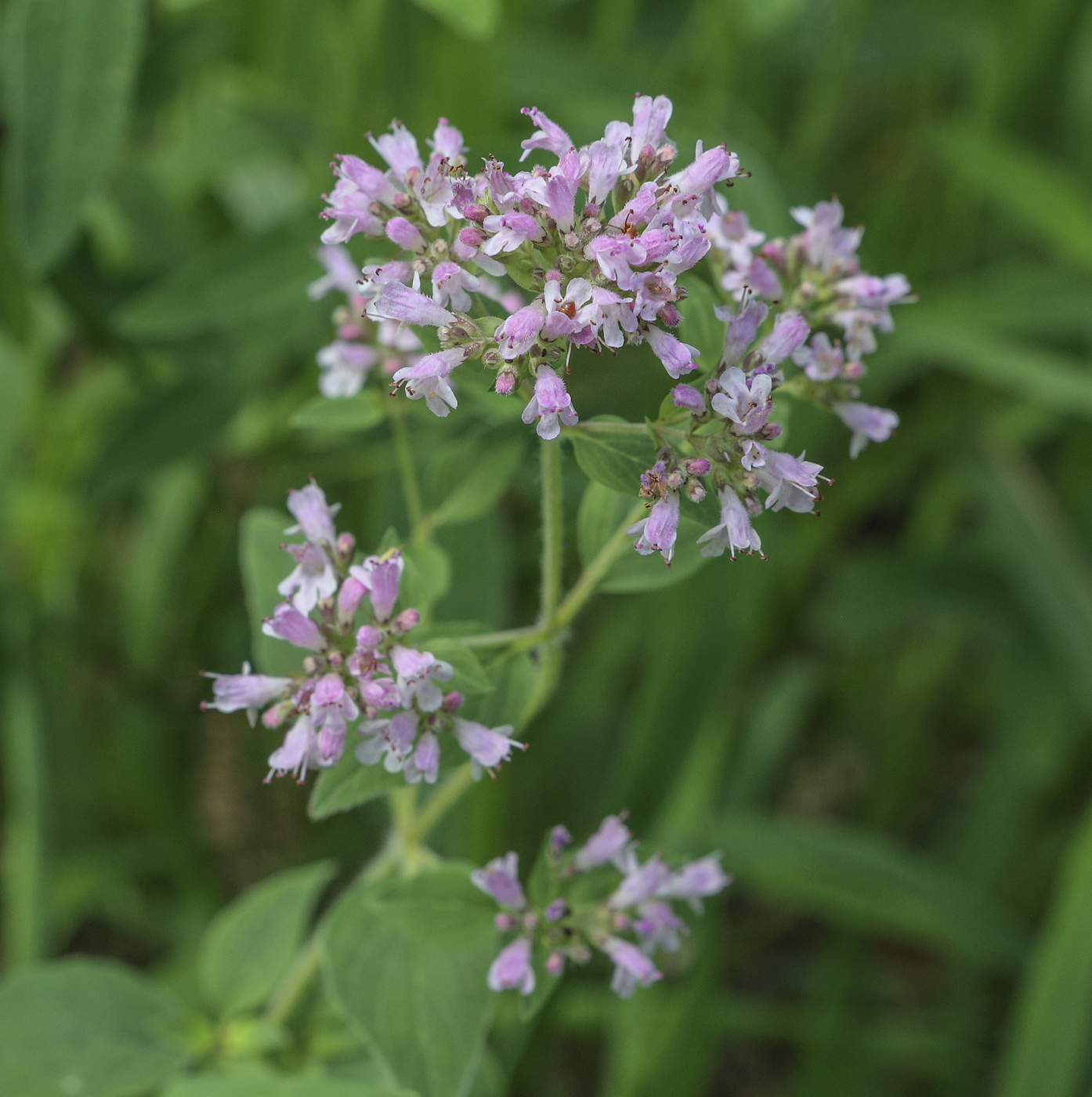 Изображение особи Origanum vulgare.