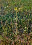 Erysimum canescens