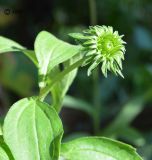 Echinacea purpurea