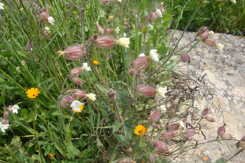 Image of Melandrium latifolium specimen.