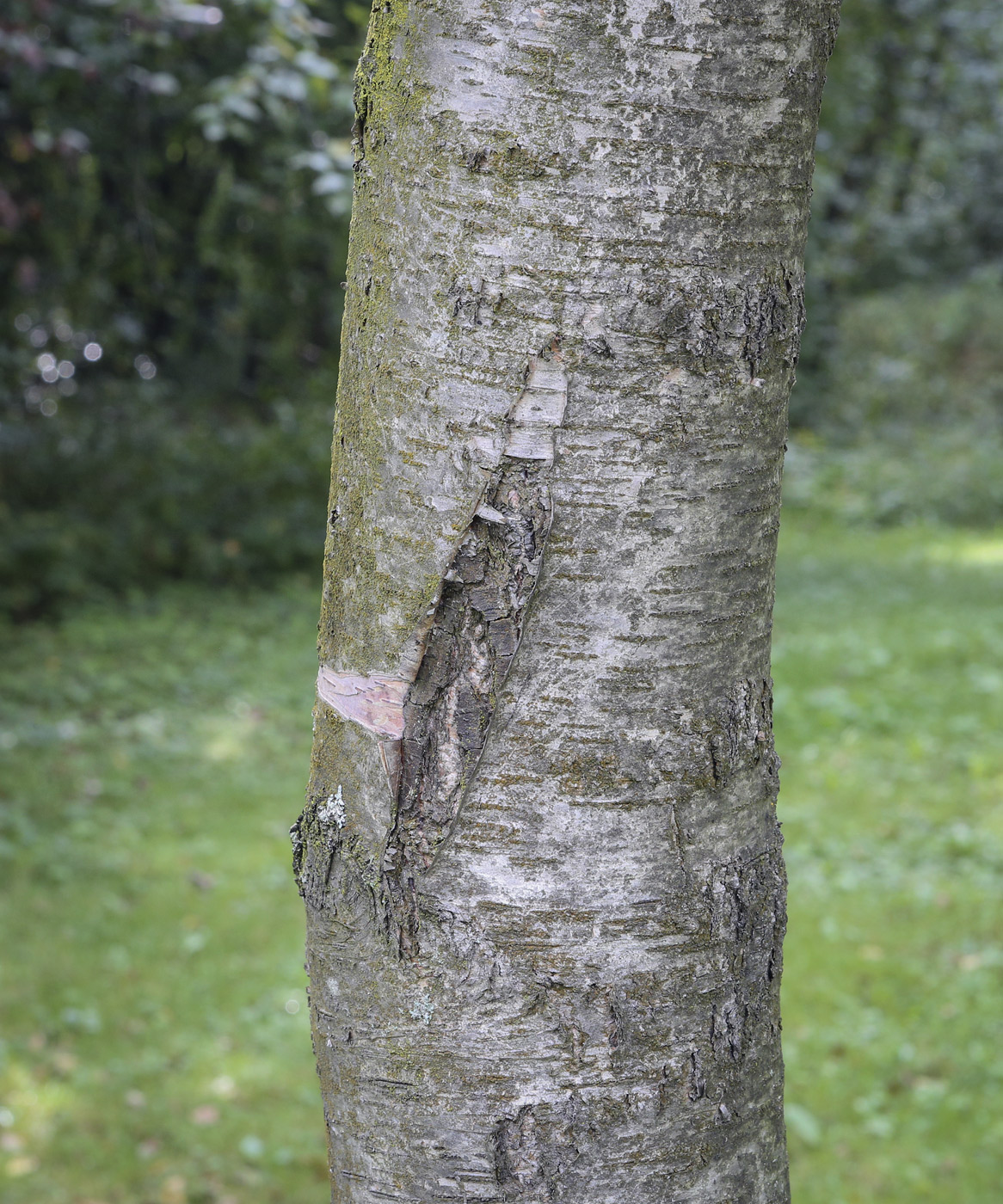 Image of Betula microphylla specimen.