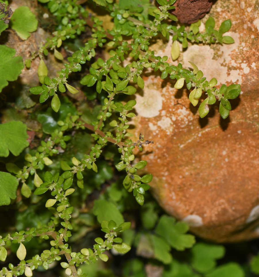 Изображение особи Pilea microphylla.