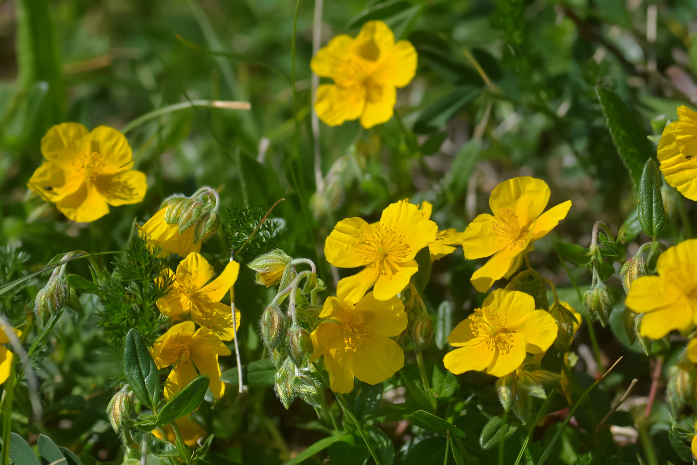 Image of Helianthemum ovatum specimen.