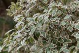 genus Pittosporum. Верхушки веток. Франция, г. Париж, парк \"Бют-Шомон\", в озеленении. 13.01.2020.