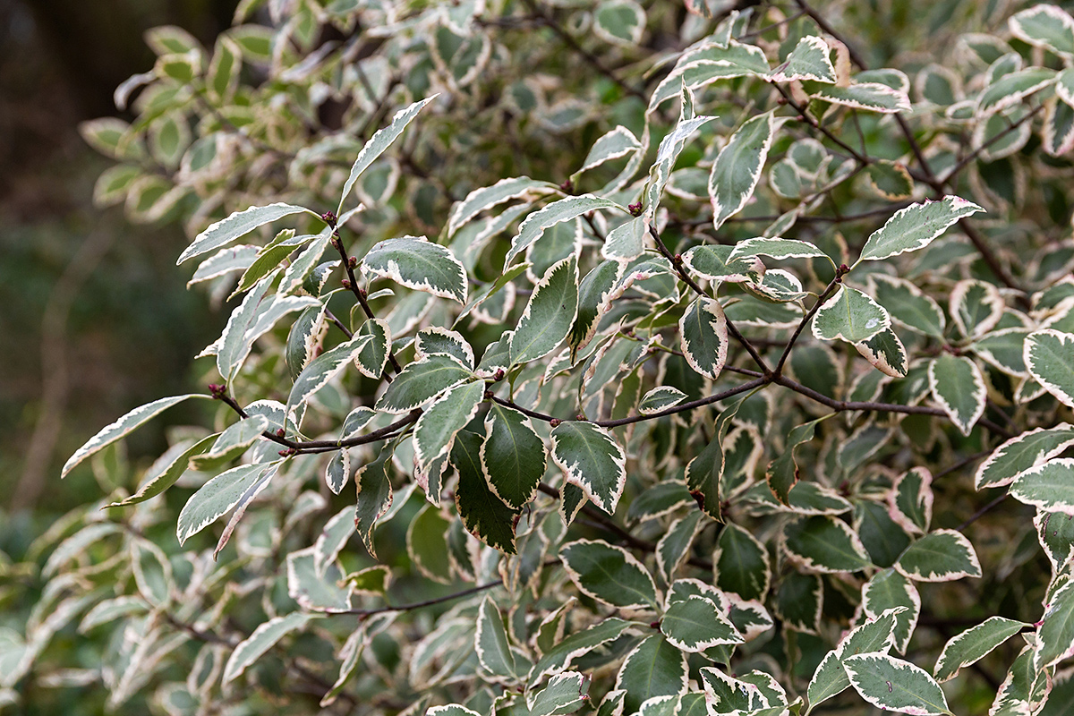 Image of genus Pittosporum specimen.