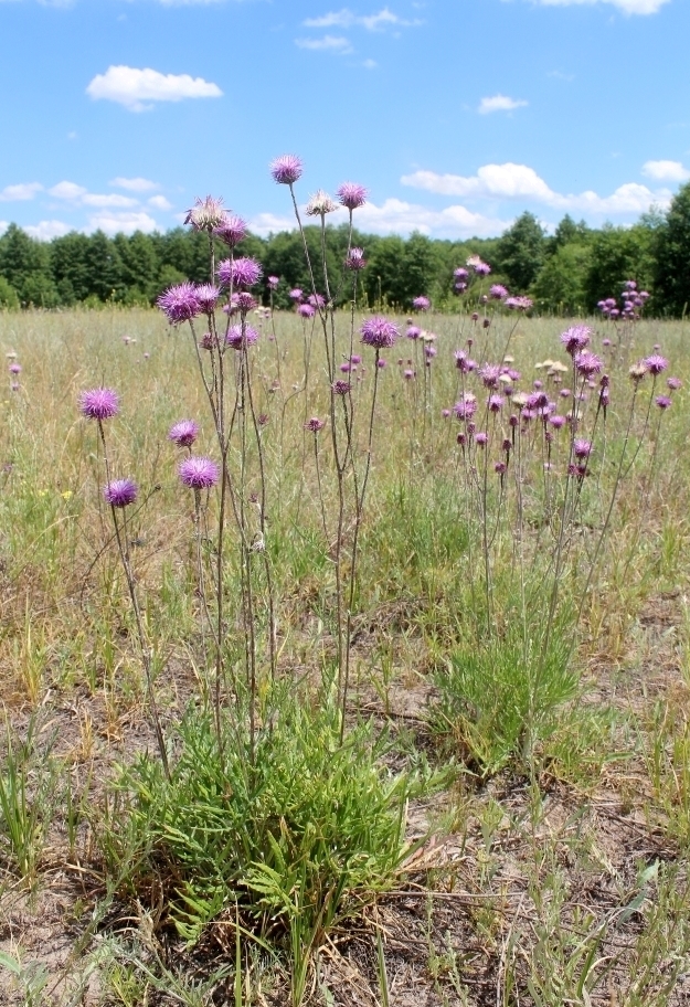 Изображение особи Jurinea cyanoides.