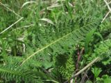 genus Pedicularis