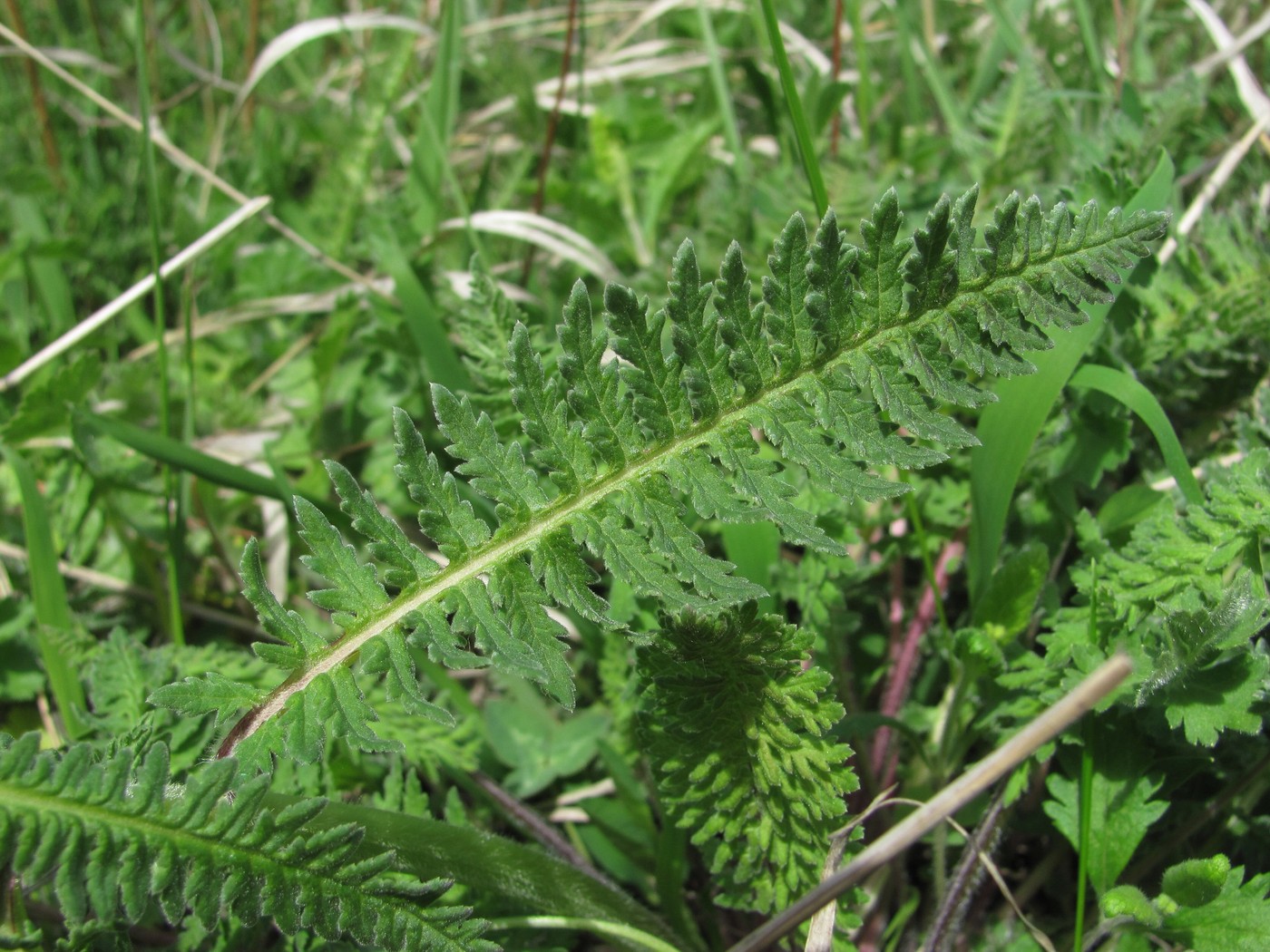 Image of genus Pedicularis specimen.