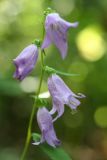 Campanula rapunculoides