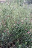 Alhagi kirghisorum. Цветущее растение. Южный Казахстан, нижний Боролдай, 2 км выше пос. Коктюбе. 24.06.2010.