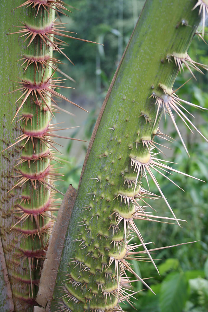 Image of familia Arecaceae specimen.