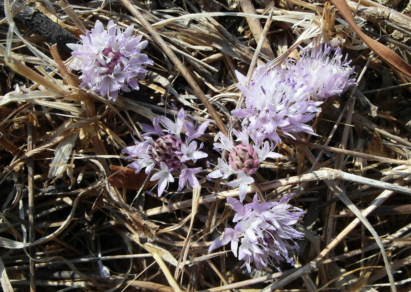 Image of Cephalaria joppensis specimen.