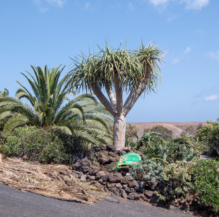 Image of Dracaena draco specimen.