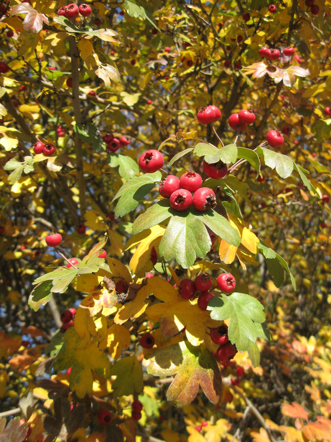 Изображение особи Crataegus &times; media.