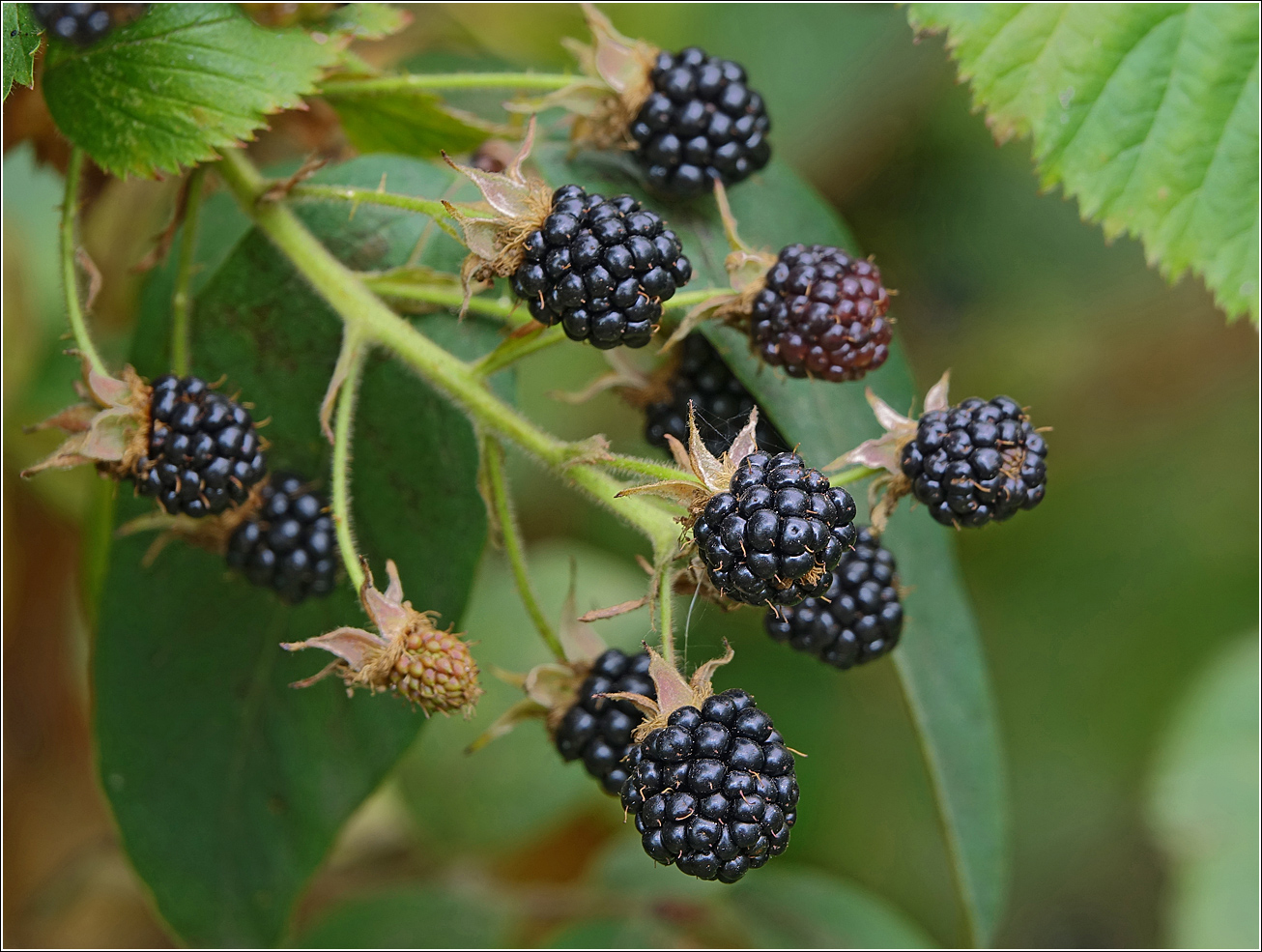 Image of Rubus allegheniensis specimen.